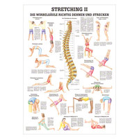 Stretching II Mini-Poster Anatomie 34x24 cm medizinische Lehrmittel, Nicht Laminiert