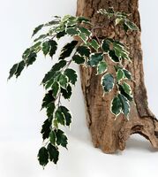 Artificial Silk Ficus Exotica Spray FR - 100cm, Variegated, 101 Leaves