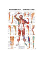 Rüdiger-Anatomie PHYS IX lam Plakat 50 x 70 cm