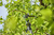 Gardena 14774-20 elektryczna okrzesywarka do drzewa 2,8 cm 18 V Litowo-jonowa (Li-Ion) Czarny, Srebrny