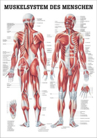 Rüdiger-Anatomie TA04 Plakat 70 x 100 cm