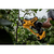 DeWALT DCMPP568P1-QW snoeischaar