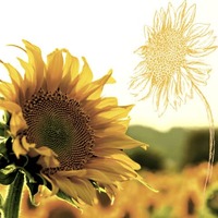 Motivserviette Sonnenblume in der Dämmerung 25 cm x 25 cm, 3 lagig, 20 Stück PAPER+DESIGN 195223