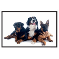 3 Hunde, Hundeaufkleber, 45 x 30 cm, aus Premium-Aufkleber blasenfrei, mit UV-Schutz