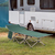 Outsunny A20-116GN camping cot