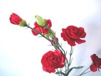 Artificial Silk Carnation Flowers Spray - 67cm, Red