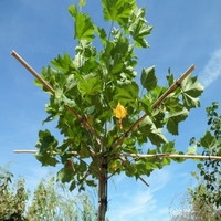 Plataan Platanus Esdoorn Acerifolia