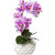 Phalaenopsis, real touch