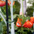 Relaxdays Pflanzenringe, 300 Stück, Kunststoff, Pflanzen Befestigung für Kletterpflanzen, Ø 2,5 cm, Tomatenringe, grün