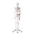 Model anatomiczny ludzkiego szkieletu 180 cm + Plakat anatomiczny