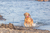 TRIXIE 33455 jouet pour chiens et chats