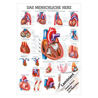 Das Herz Mini-Poster Anatomie 34x24 cm medizinische Lehrmittel, Laminiert