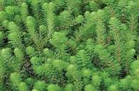 Myriophyllem Brasiliensis