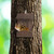 Relaxdays Eichhörnchen Futterhaus, Futterkasten für Eichhörnchen, zum Aufhängen, Holz, HBT: 17,5 x 14 x 25 cm, geflammt