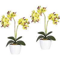 Orchidea phalaenopsis in vaso di ceramica bianco