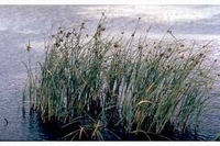 Scirpus maritimus waterplanten