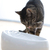 Lucky-Kitty 109 Futter-/Wasserspender für Hunde/Katzen Keramik Weiß Katze Automatische Haustiertränke
