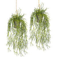 Rhipsalis suspendu