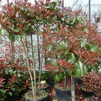 Photinia fraseri 'Red Robin'