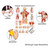 Schulter- und Rückenmuskulatur Mini-Poster Anatomie 34x24 cm med. Lehrmittel, Laminiert