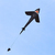 Invento Ecoline Shark Kite Cerf-volant à un seul fil