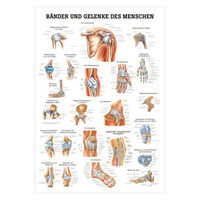 Bänder und Gelenke Lehrtafel Anatomie 100x70 cm medizinische Lehrmittel, Nicht Laminiert