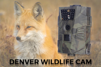 Denver WCT-5001 vadfigyelő kamera CMOS Éjjellátó Terepszínű 1920 x 1080 pixelek
