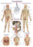 Anatomische Lehrtafel Das Lymphsystem Erlerzimmer 50 x 70 cm Kunstdruckpapier mit Beleistung (1 Stück), Detailansicht