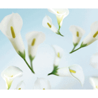 Fotokarton 300g/qm A4 Flora Calla