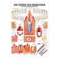 Gesunde Zähne Lehrtafel Anatomie 100x70 cm medizinische Lehrmittel, Laminiert