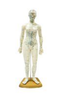 Akupunkturmodell Frau, 48 cm groß