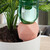 Relaxdays Tonkegel Bewässerung, Gießkegel 4er Set, 1,5 Liter PET-Flaschen, für Zimmerpflanzen & Balkonkästen, terrakotta
