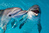 PP-Schreibunterlage Mini-PosterPad Delfine