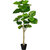 Figuier Ficus umbellata