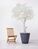 Luxury Artificial Silk Bespoke Ficus Tree Deluxe on Coffee Stem in Pot - 200cm, White
