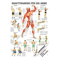 Mini-Poster &quot;Krafttraining Arme&quot;, Muskelaufbau, Fitness, Bodybuilding 34x24 cm, Laminiert