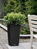 LECHUZA CUBICO Cottage 30 All-in-One Set Drinnen/Draußen Topfpflanzer Freistehend Polypropylen (PP) Braun