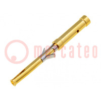 Contact; female; brass; gold-plated; 26AWG÷22AWG; crimped