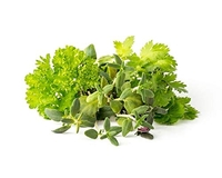 CLICK & GROW GREEN SALAD MIX 9 GARNITURES CLICK AND GROW