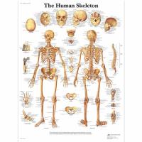 Tafel, Das menschliche Skelett, 50 x 67 cm