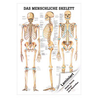 Das menschliche Skelett Mini-Poster Anatomie 34x24 cm medizinische Lehrmittel, Laminiert
