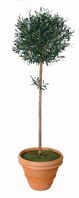 Artificial Silk Olive Ball Tree - 90cm, Green