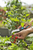 Gardena VeggieCut Nożyce ogrodowe Czarny, Zielony