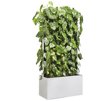 Haie mobile de philodendron