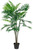 Palmenpflanze Amara; 150 cm (H); grün/braun