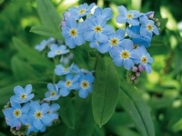 Myosotis palustris