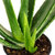 10er-Set Echte Aloe - Aloe vera - Höhe ca. 40 cm, Topf-Ø 12 cm