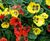 Artificial Silk Pansy Deluxe Large Hanging Basket - Yellow & Red Pansies