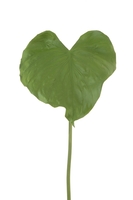 Artificial Silk Mini Taro Leaf Stem x6 Saver Pack - 86cm, Green