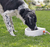 TRIXIE 24395 Futter-/Wasserspender für Hunde/Katzen Kunststoff Weiß Hund Automatische Haustiertränke